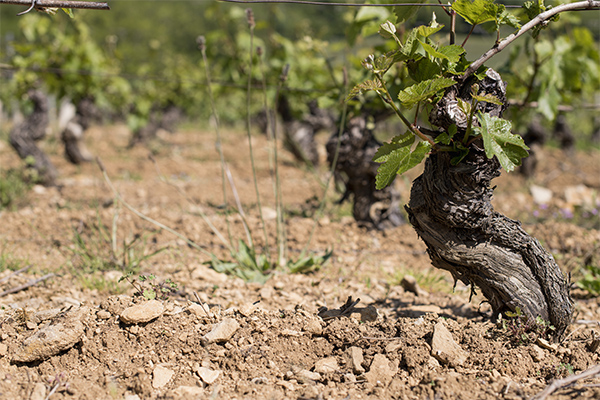 Sol Vendanges de Novembre
